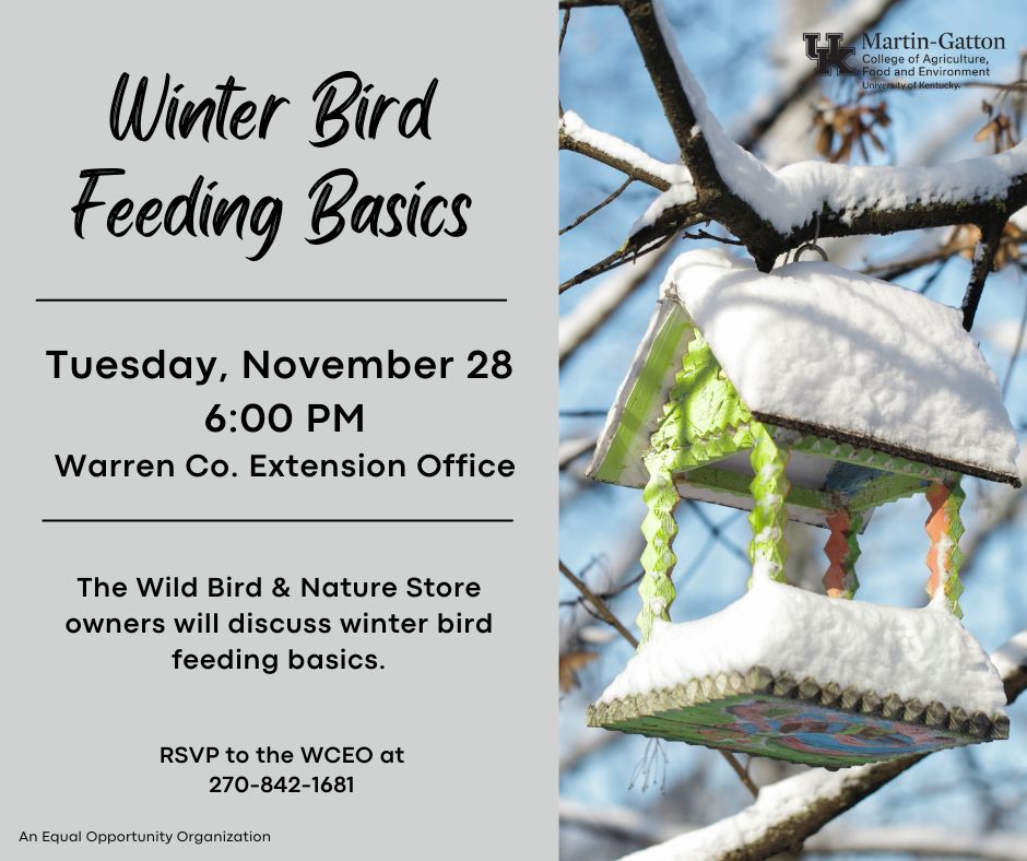 winter bird feeding