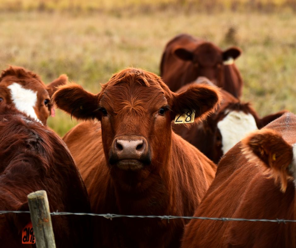 Red Calf